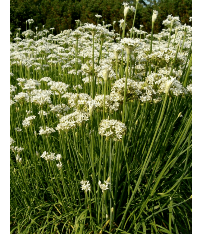 Allium tubersoum (Garlic Chives) 4.5in [1]
