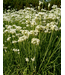 Allium tubersoum (Garlic Chives) 4.5in [1]