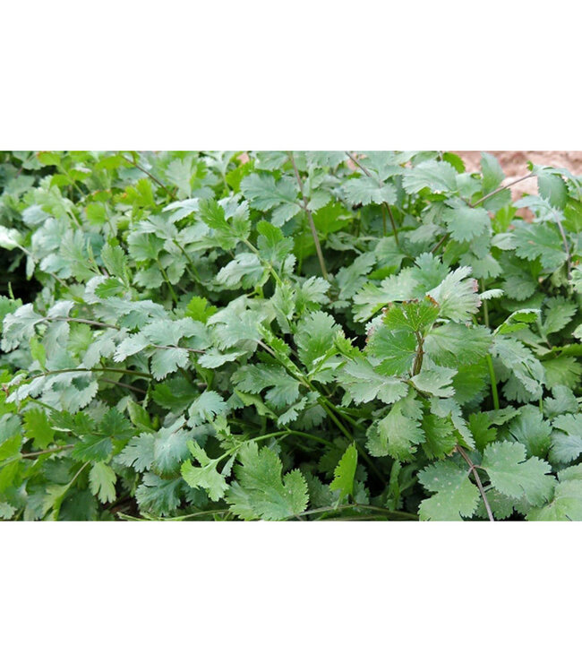 Coriandrum sativum (Cilantro) 4.5in [1]