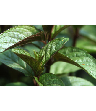 Livingstone Mentha piperita 'Chocolate' (Mint) 4.5in [1]