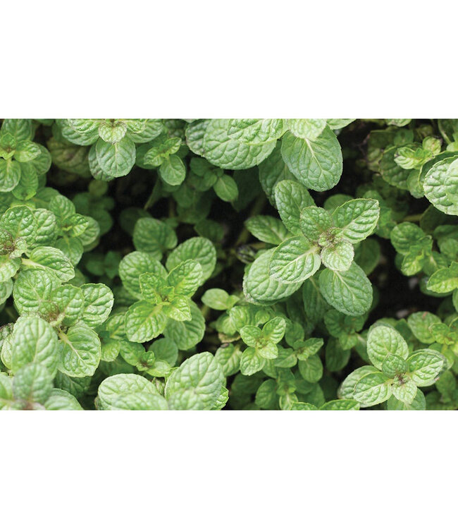 Mentha sauveolens 'Apple' (Mint) 4.5in [1]