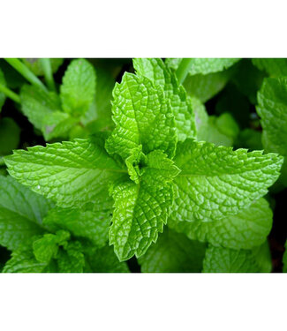 Livingstone Mentha spicata 'Strawberry' (Mint) 4.5in [1]