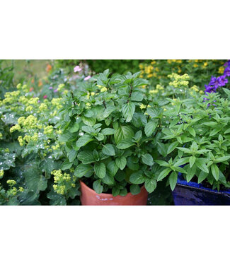 Livingstone Mentha x piperita f. citrata 'Orange' (Mint) 4.5in [1]