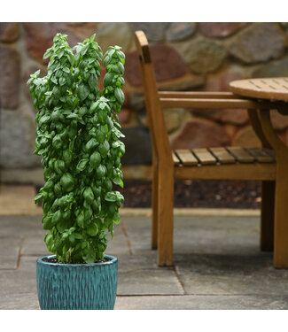 Livingstone Ocimum basilicum 'Emerald Towers' (Basil) 4.5in [1]