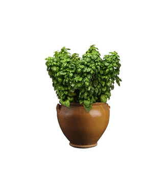 Livingstone Ocimum basilicum 'Everleaf Genovese' (Basil) 4.5in [1]