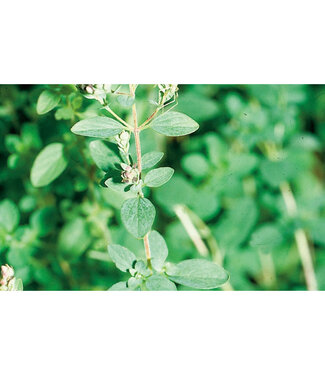 Livingstone Origanum vulgare 'Italian' (Oregano) 4.5in [1]