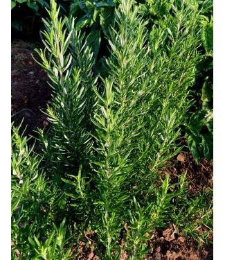 Livingstone Rosmarinus officinalis 'Barbeque' (Rosemary) 4.5in [1]