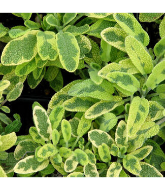 Livingstone Salvia officinalis 'Aurea' (Golden Sage) 4.5in [1]