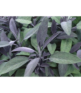 Livingstone Salvia purpurea (Sage) 4.5in [1]