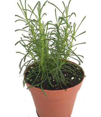 Livingstone Santolina viridis (Olive Herb) 4.5in [1]