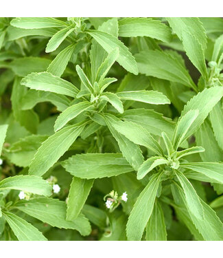 Livingstone Stevia rebaudiana (Sweet Leaf) 4.5in [1]