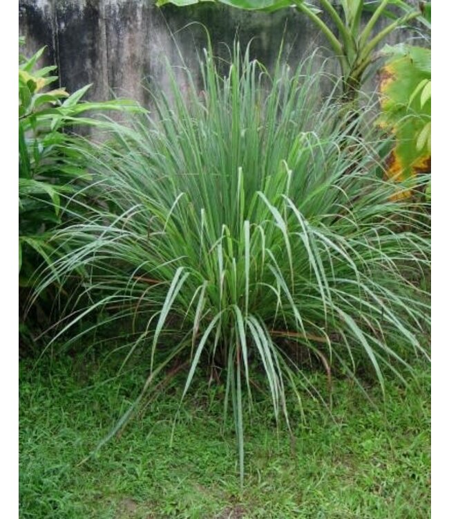 Cymobopogon citratus (Lemon Grass) 4.5in [1]