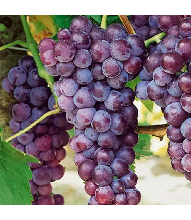 Vitis x 'Bluebell' (Grape) 1gal [1]