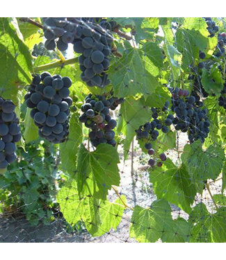 Livingstone Vitis x 'Valiant' (Grape) 1gal [1]