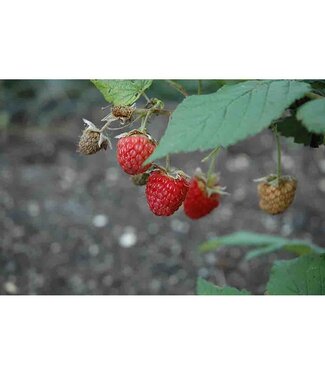 Livingstone Rubus x 'Double Delight' (Raspberry) 1gal [1]