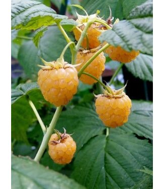 Livingstone Rubus x 'Honey Queen' (Raspberry) 1gal [1]