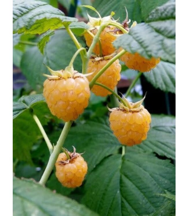 Rubus x 'Honey Queen' (Raspberry) 1gal [1]