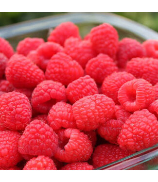 Livingstone Rubus x 'Red Mammoth' (Raspberry) 1gal [1]