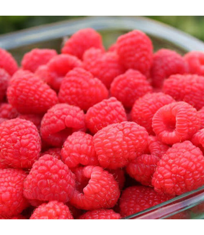 Rubus x 'Red Mammoth' (Raspberry) 1gal [1]