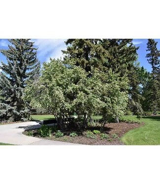 Livingstone Amelanchier alnifolia 'Thiessen' (Saskatoon) 1gal [1]