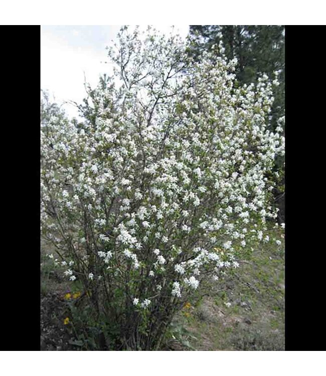 Amelanchier alnifolia (Seedling Saskatoon) 1gal [1]