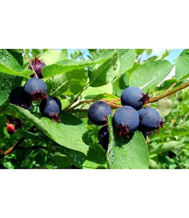 Amelanchier alnifolia 'Smoky' (Saskatoon) 1gal [1]