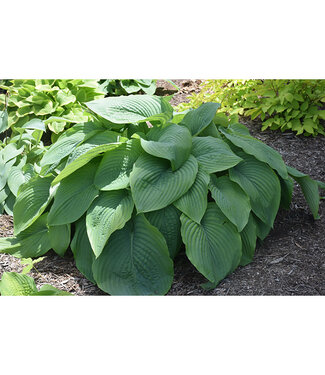 Livingstone Hosta 'Empress Wu' 1gal [1]