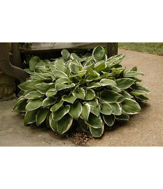 Livingstone Hosta 'Francee' 1gal [1]