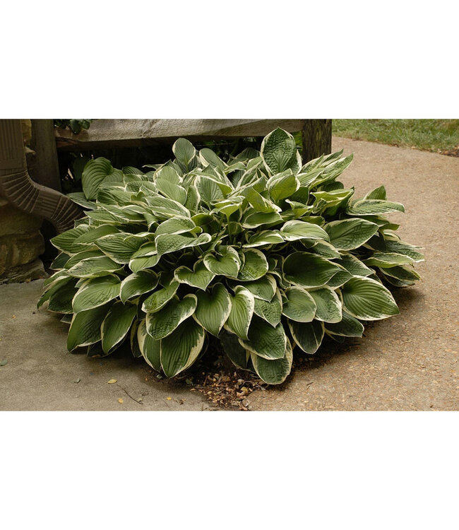 Hosta 'Francee' 1gal [1]