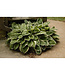 Hosta 'Francee' 1gal [1]