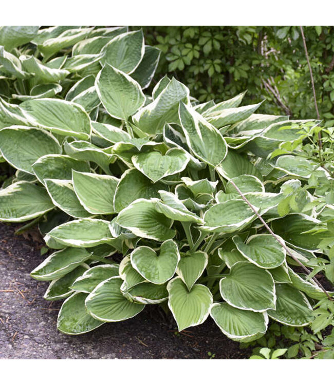 Hosta 'Francee' 1gal [1]
