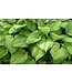 Hosta 'Guacamole' 1gal [1]