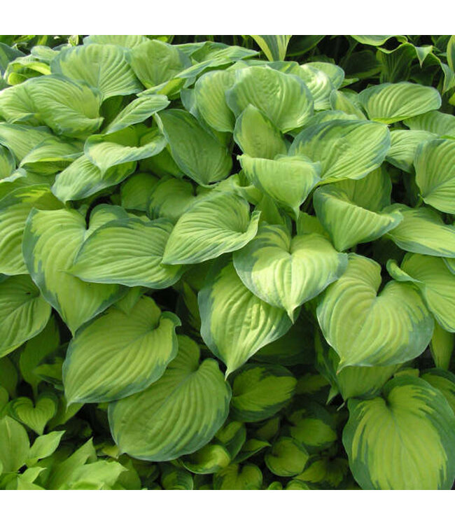Hosta 'Guacamole' 1gal [1]
