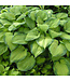 Hosta 'Guacamole' 1gal [1]