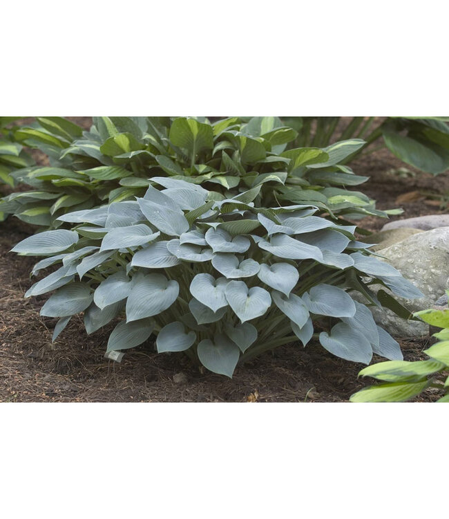 Hosta 'Halcyon' 1gal [1]
