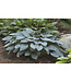 Hosta 'Halcyon' 1gal [1]
