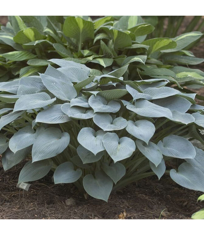 Hosta 'Halcyon' 1gal [1]
