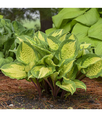 Livingstone Hosta 'Island Breeze' 1gal [1]