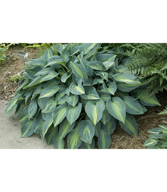 Livingstone Hosta tardiana (June) 1gal [2]