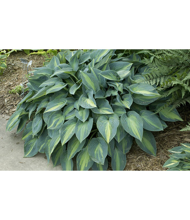Hosta tardiana (June) 1gal [2]