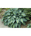 Hosta tardiana (June) 1gal [2]