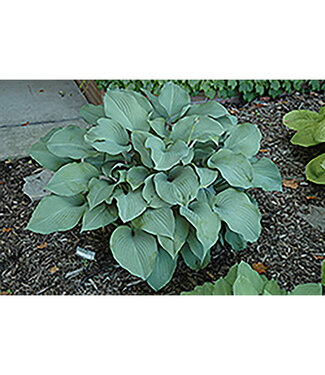 Livingstone Hosta 'Krossa Regal' 1gal [1]