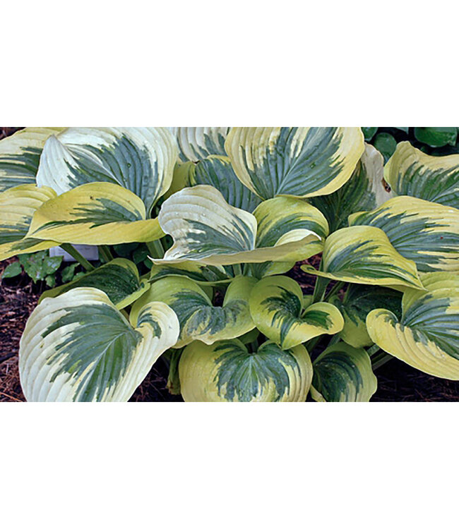 Hosta 'Liberty' 1gal [1]