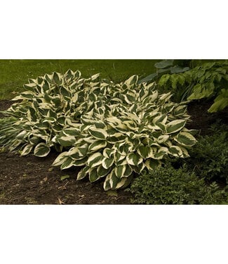 Livingstone Hosta 'Patriot' 1gal [1]