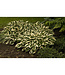 Hosta 'Patriot' 1gal [1]