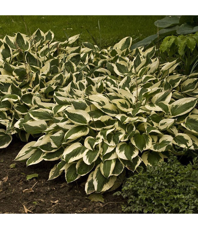 Hosta 'Patriot' 1gal [1]