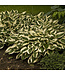 Hosta 'Patriot' 1gal [1]