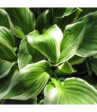 Livingstone Hosta undulata 'Albomarginata' 1gal [1]