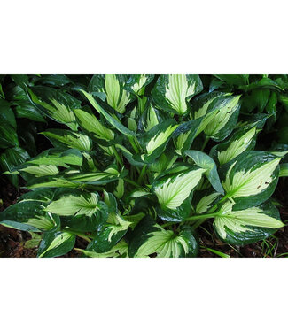 Livingstone Hosta x (Whirlwind) 4in [2]