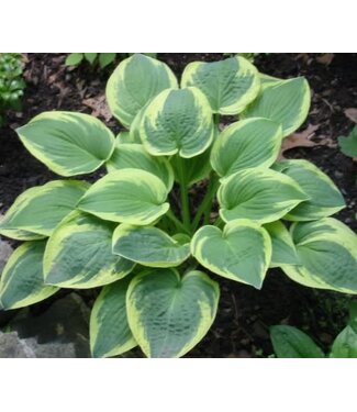 Livingstone Hosta 'Wide Brim' 1gal [1]